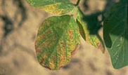 Soybean Image