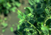 Soybean Image