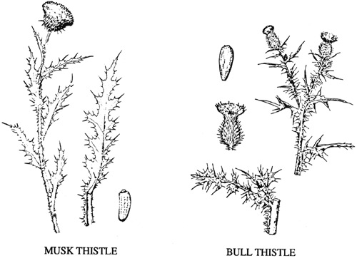 biennial plant drawing